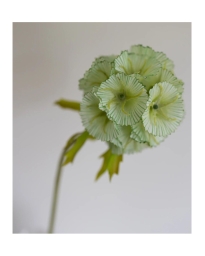 Bloom Objects - KUNSTIG SCABIOSA BLOMST GRØN