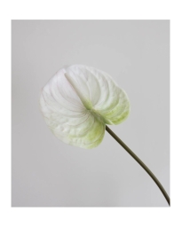 Bloom Object - KUNSTIG ANTHURIUM 