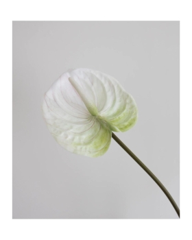 Bloom Object - KUNSTIG ANTHURIUM 